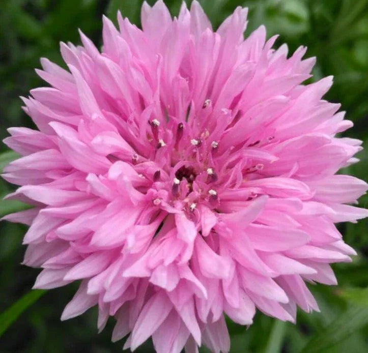 Pink Cornflower Seeds - 200+ Tall Pink Bachelor Button Wildflower Seeds (Centaurea cyanus)
