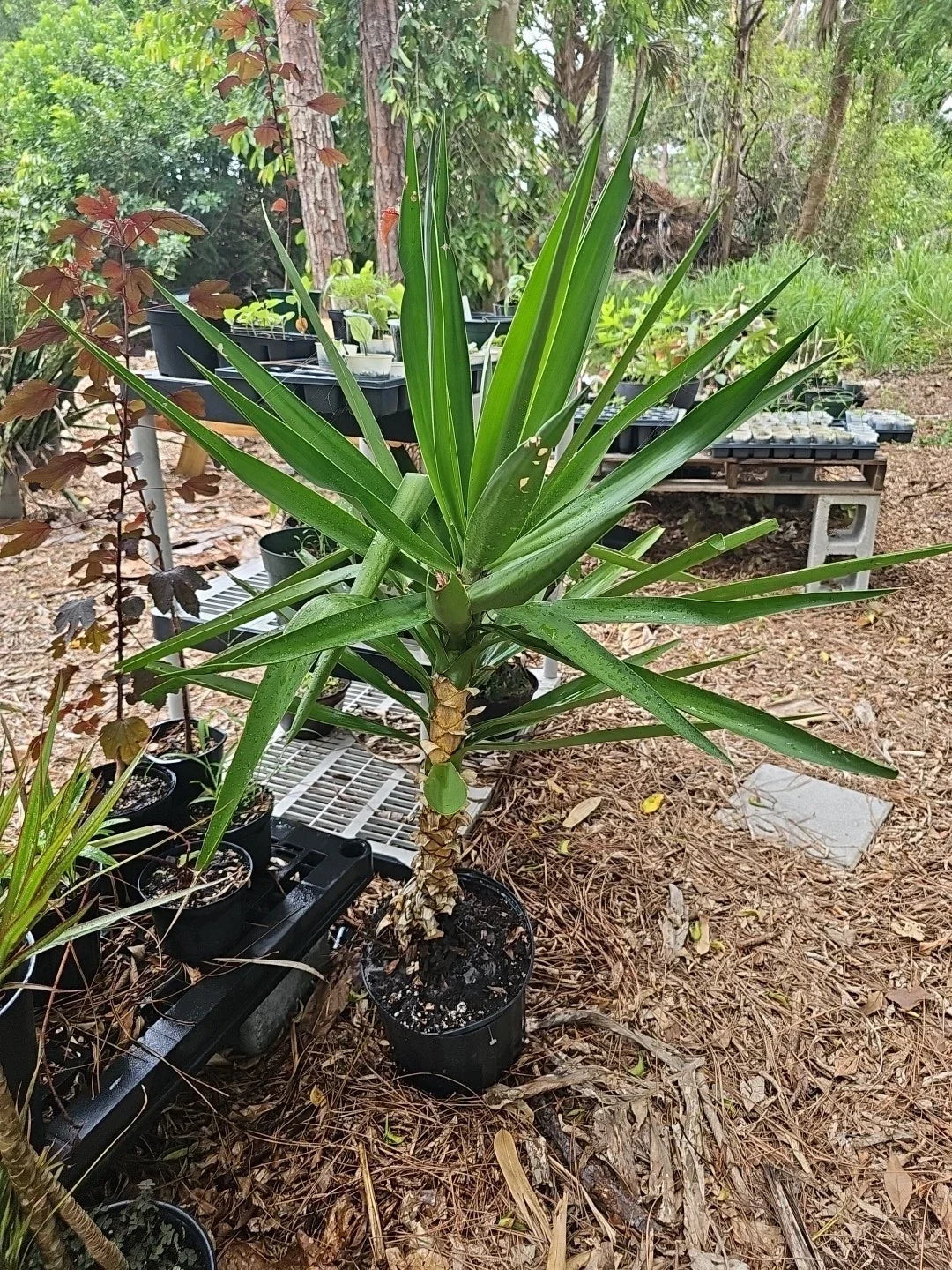 XL Yucca Plant in 10" Pot | Spineless Gigantea Yucca Elephantipes Indoor Houseplant