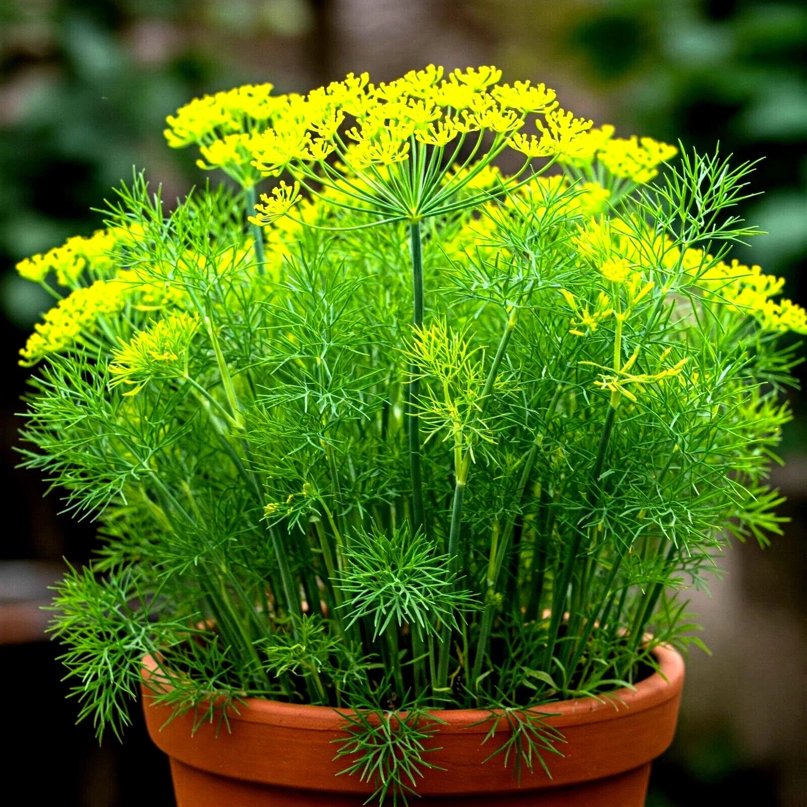 Dill Seeds - 800+ Non-GMO Heirloom Anethum graveolens for Herb Garden, Culinary & Pickling