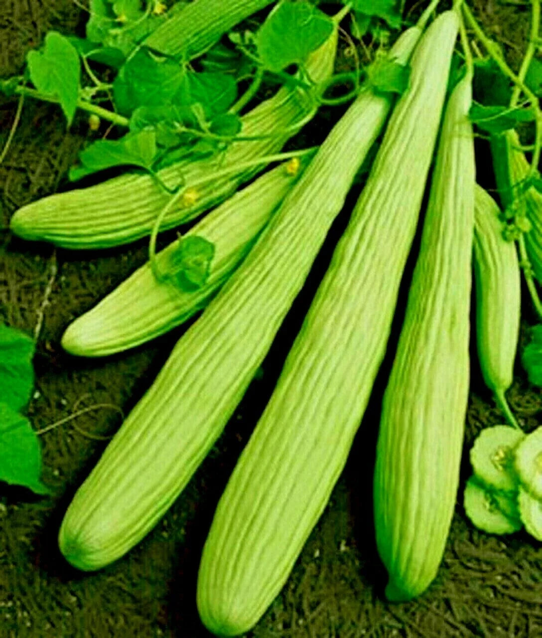 Organic Armenian Cucumber Seeds 'The Duke' for Tzatziki, Cucumis melo var. flexuosus, Long, Vining, Heirloom