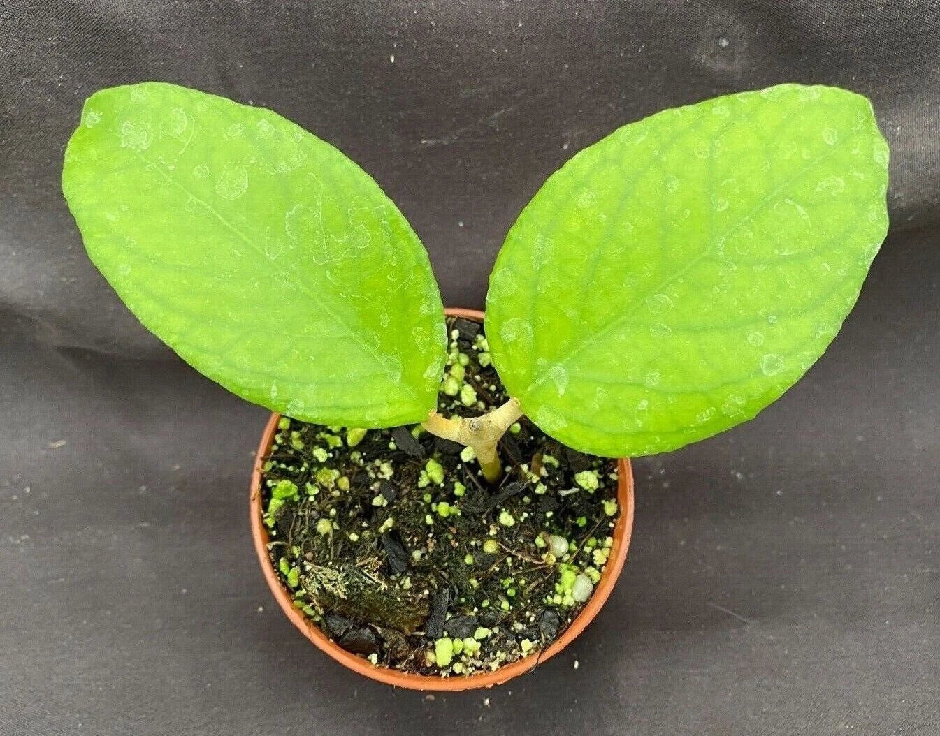 Hoya UT 38 Flores Island Rooted Plant in 2.5" Pot, Waxy Foliage, Easy Care, Vining Houseplant