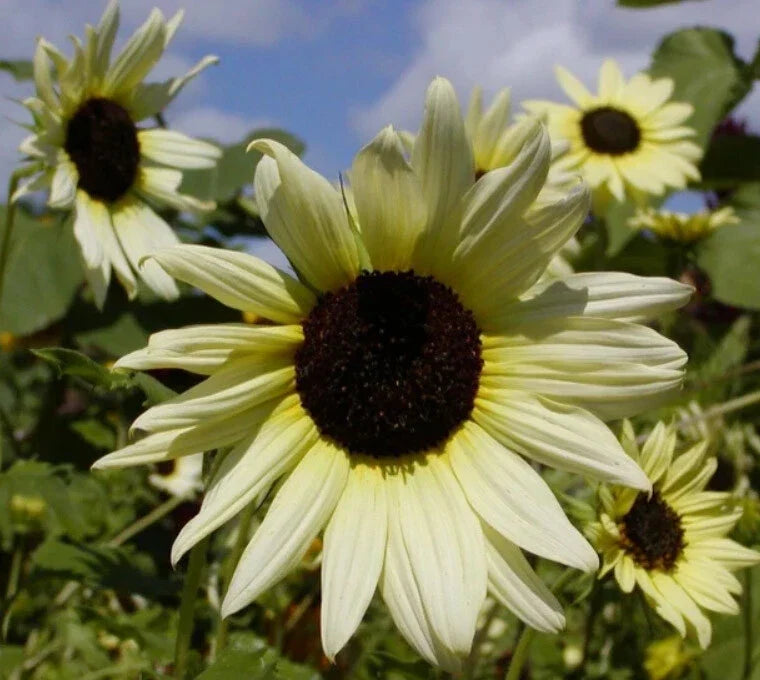 Sunflower Seeds - 200 Heirloom ICE CREAM (Italian White) - Tender Perennial - Helianthus annuus