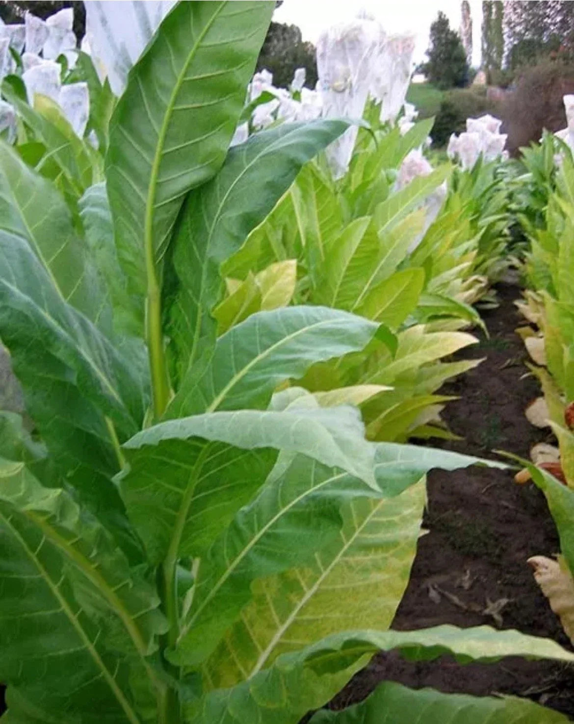 Golden Burley Tobacco Seeds - Heirloom Organic Nicotiana Tabacum for Chewing, 100 Seeds, Non-GMO, Full Sun, USA Grown