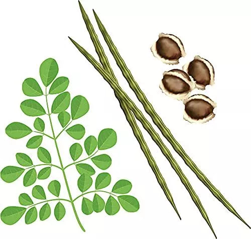 Organic Moringa Seeds PKM1 Variety - 50 Large Size Malunggay Shobhanjana Tree Seeds