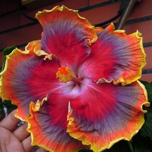 Small Tropical Hibiscus Starter Plant - NIGHT RUNNER Bare Root Hibiscus rosa-sinensis for Gardens & Indoor