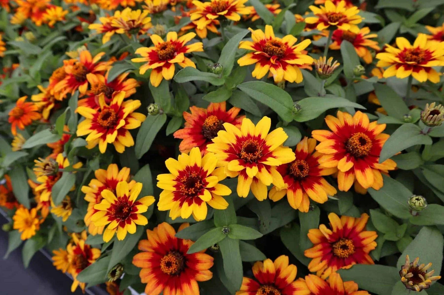 Profusion Zinnia Seeds 100+ Count Bicolor Red-Yellow Zinnia elegans Garden Flowers Non-GMO