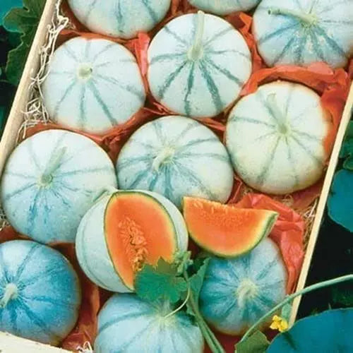 Organic Melon Seeds for Planting - Heirloom Cucumis melo - Non-GMO Garden Seeds for Home Gardening