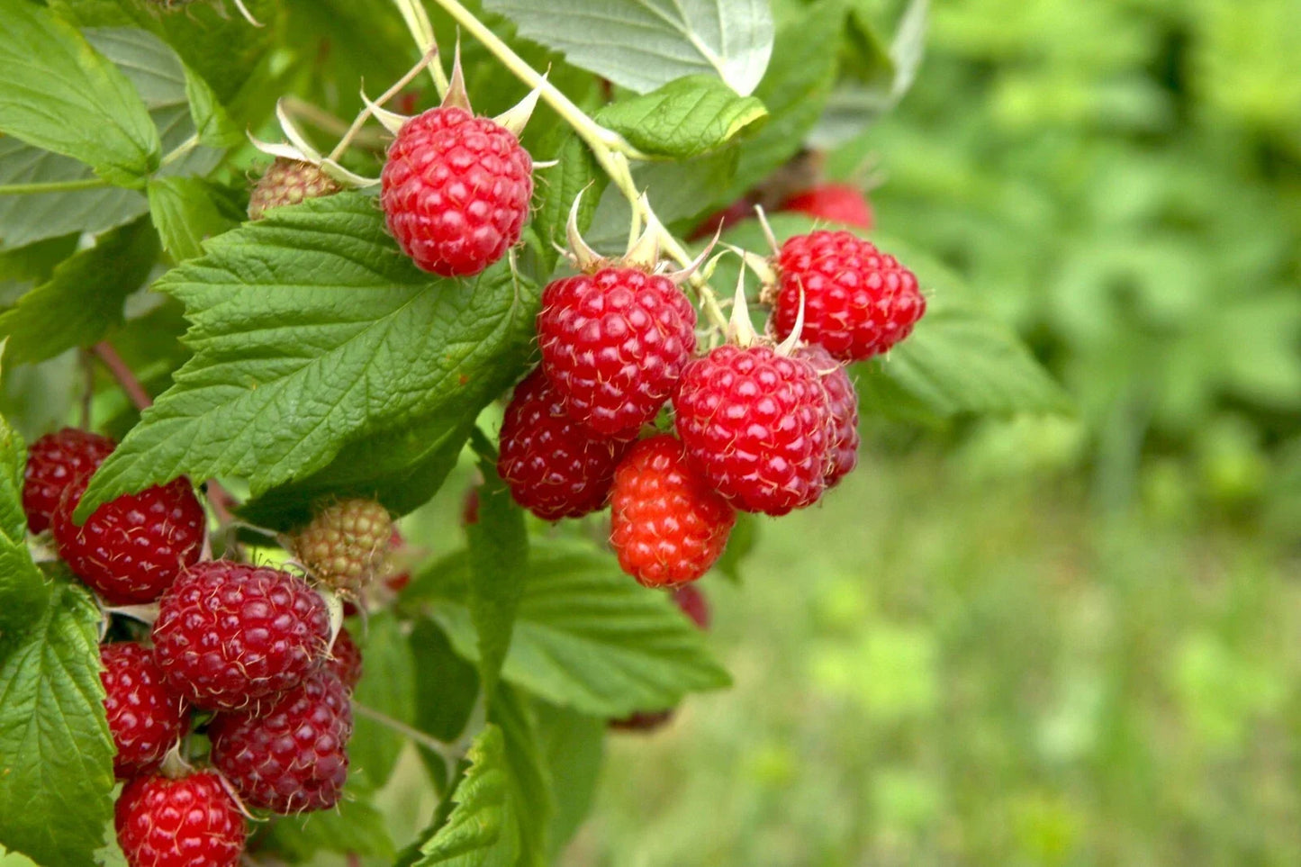 Boyne Early Season Red Raspberry Bare Root Canes - Rubus idaeus 'Boyne' - 2 Year Old Erect Canes for Home Garden
