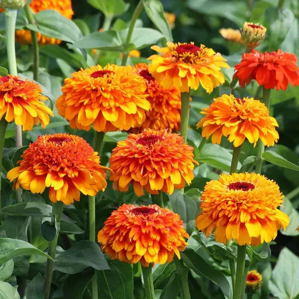 Zinderella Orange Zinnia Seeds - 100+ Pack, Vibrant Orange Flowers, Zinnia elegans, Garden Planting, Attracts Pollinators