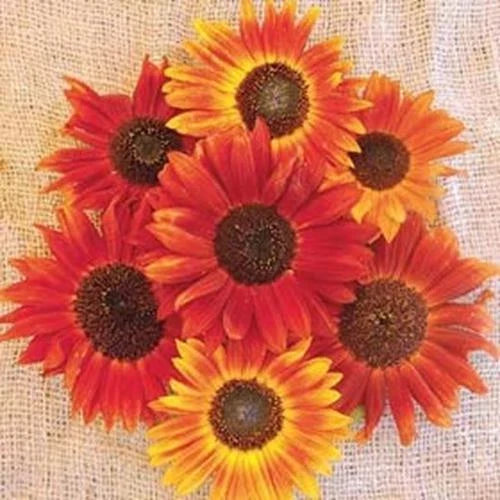 Sunflower Seeds for Planting | 50+ Count | Evening Sunset Blend | Orange Yellow Helianthus annuus
