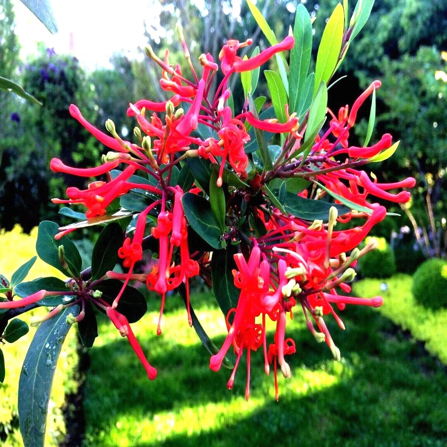Chilean Firebush Seeds - Embothrium coccineum, Rare Flame Flower Plant Seeds, 10 Pack for Garden, Indoor & Outdoor Planting