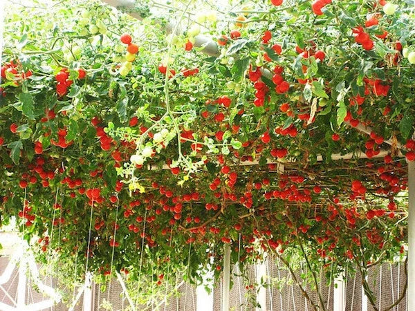 Tomato Seeds 35 Pack - Italian Tree Vine Solanum lycopersicum Heirloom Garden Seeds