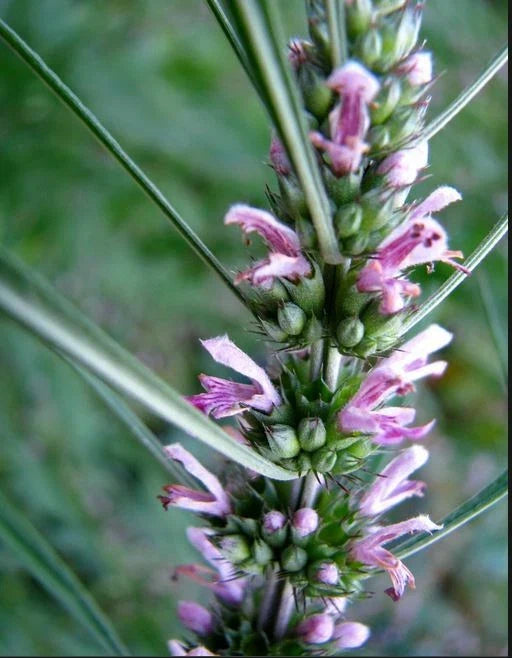 Motherwort Seeds - 100 Non-GMO Leonurus cardiaca Medicinal Herb with Pink Flowers for Herbal Remedies and Pollinator Gardens