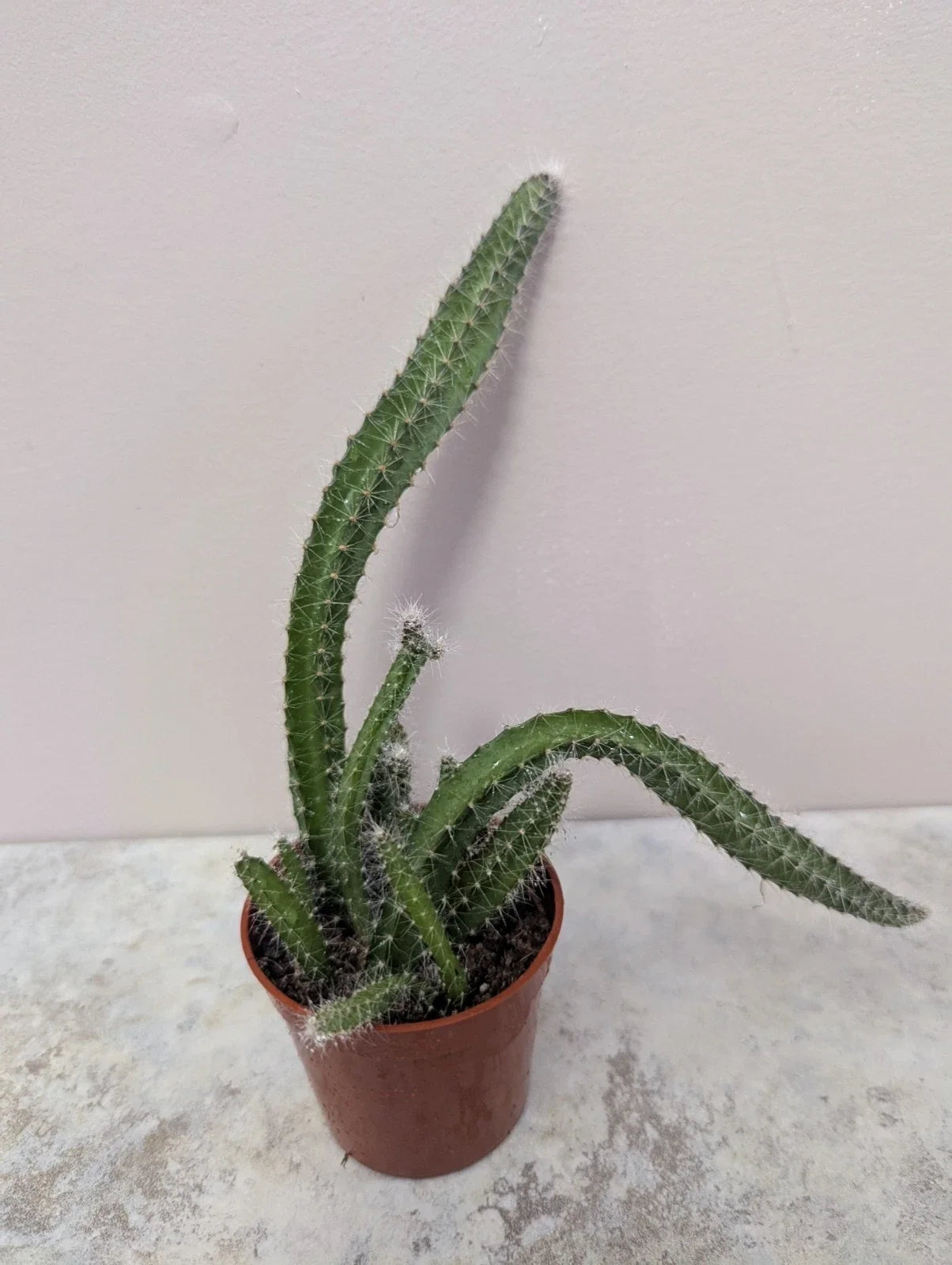 Dog Tail Cactus Live Plant 2.7-Inch Pot, Selenicereus testudo, Indoor Succulent, Rooted Cactus for Home Decor & Gardening