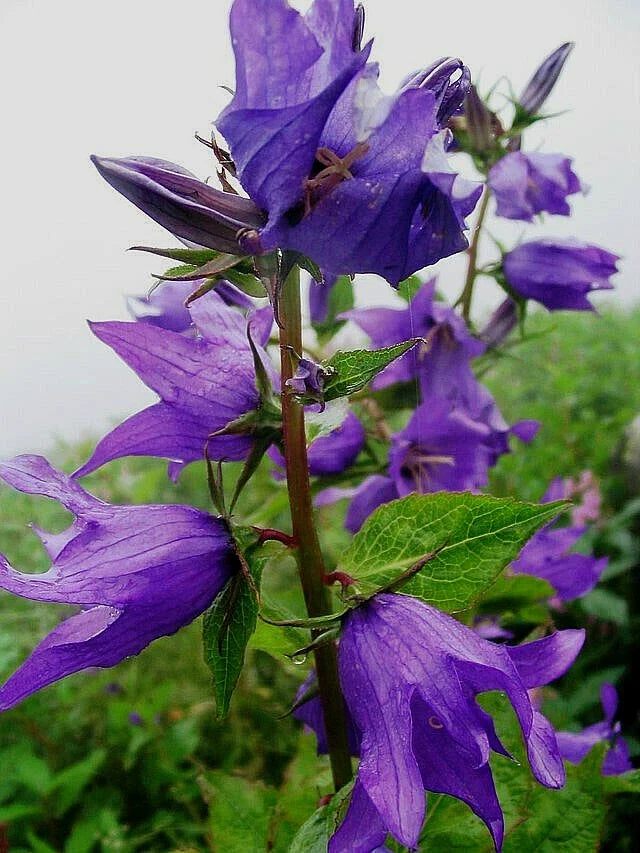 Campanula Latifolia Seeds - Great Bellflower, Lavender-Blue, Perennial, 203 Seeds, USA Seller