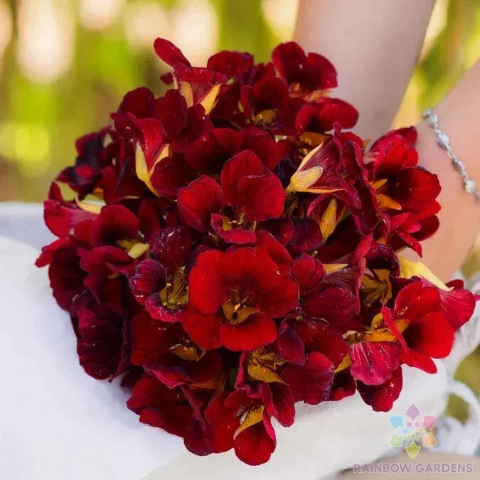 Dwarf Black Velvet Nasturtium Seeds - Edible Flowers, Tropaeolum majus, Compact Annual for Gardens & Containers, 50+ Pack