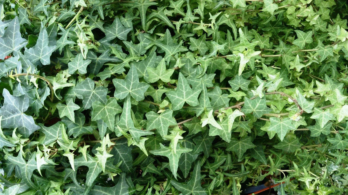 English Ivy Cuttings - 6 Inch Live Perennial Plants - Easy to Grow Hedera helix