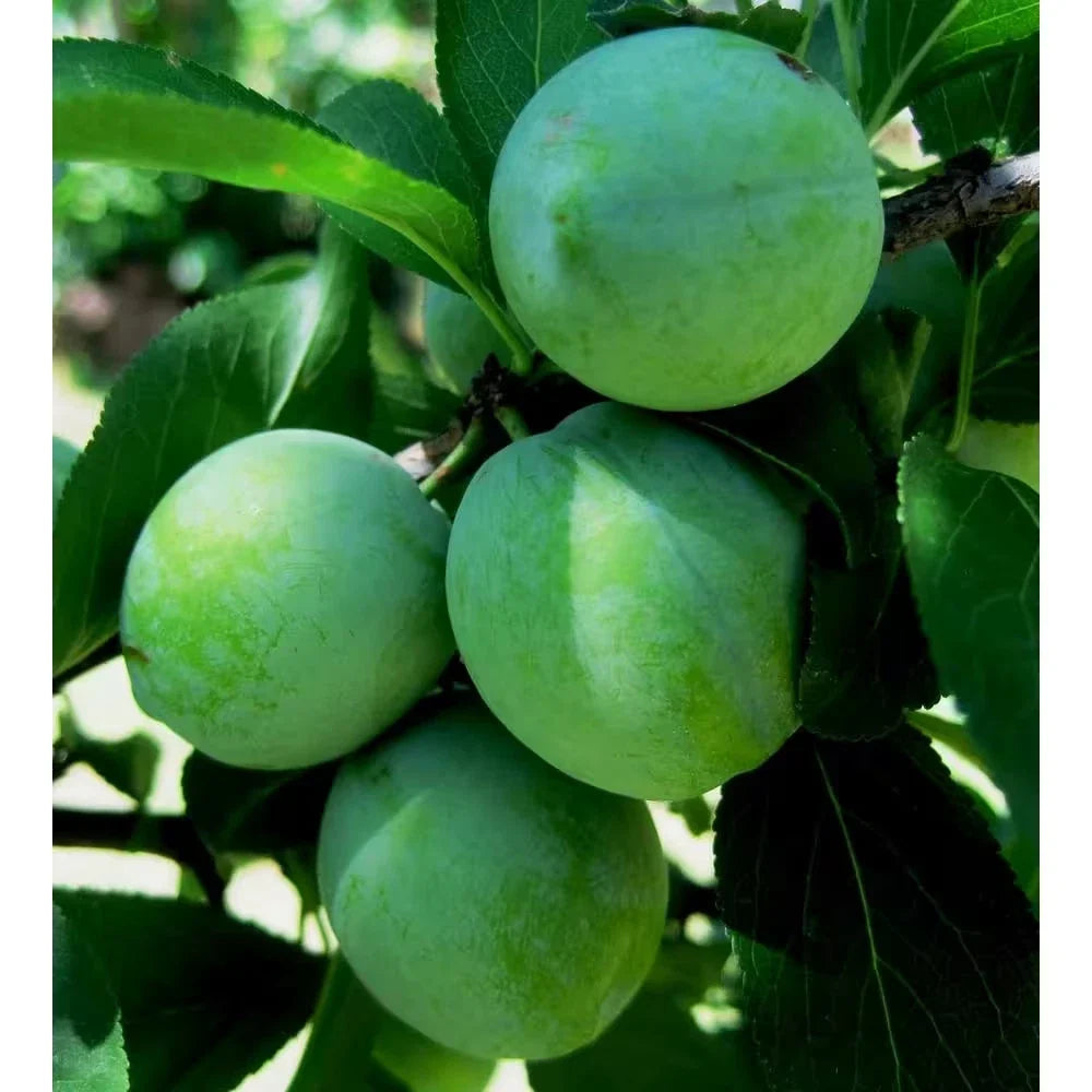 Dwarf Green Gage Plum Tree - Bare Root 3-4 Ft - Rare Green Dessert Prunus domestica for Small Gardens & Containers