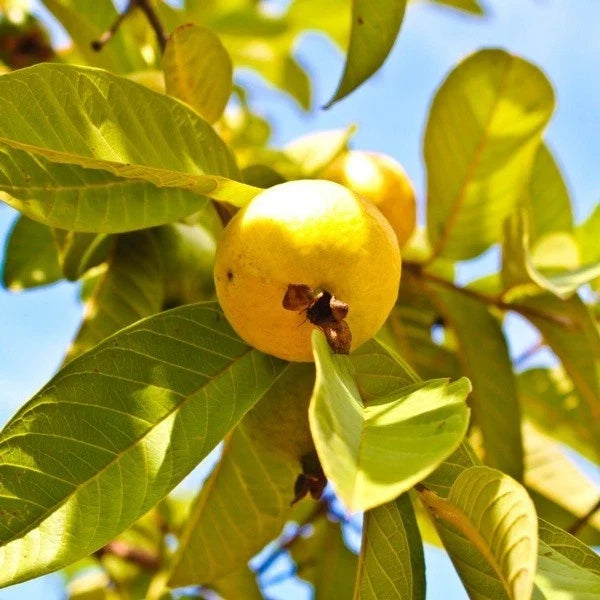 Grafted Yellow Mexican Cream Guava Tree Live Plant 2-3ft, Psidium guajava, Tropical Fruit Tree for Garden or Patio