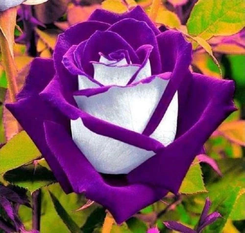 White Purple Rose Seeds – Perennial Flower Seeds for Garden, Rosa spp., Bushy Shrubs for Borders & Containers