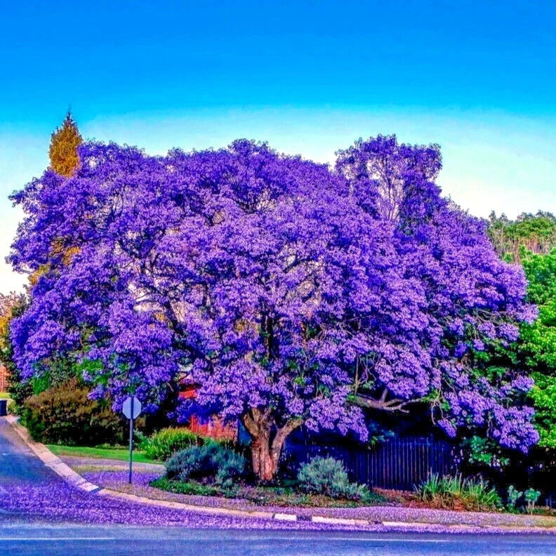 Jacaranda Fern Tree Seeds - Tropical Blue Flowers - Mimosifolia acutifolia - Fast-Growing Shade Tree for Landscaping