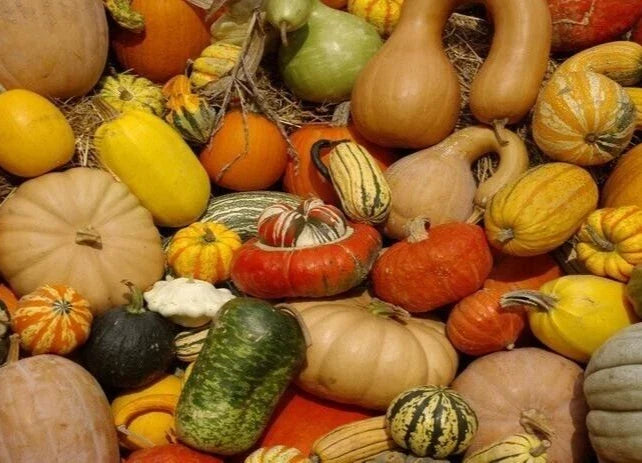 Organic Heirloom Squash Seed Collection - 19 Packs, Primo Variety, Cucurbita pepo, Non-GMO