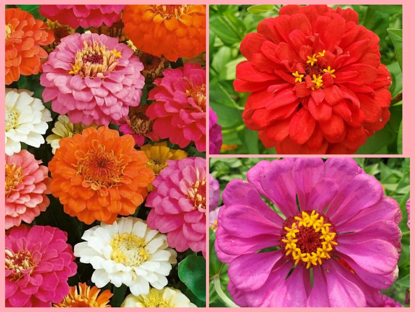 Giant Double Zinnia Flower Seeds - 60+ Non-GMO Annual Seeds for Colorful Garden Blooms