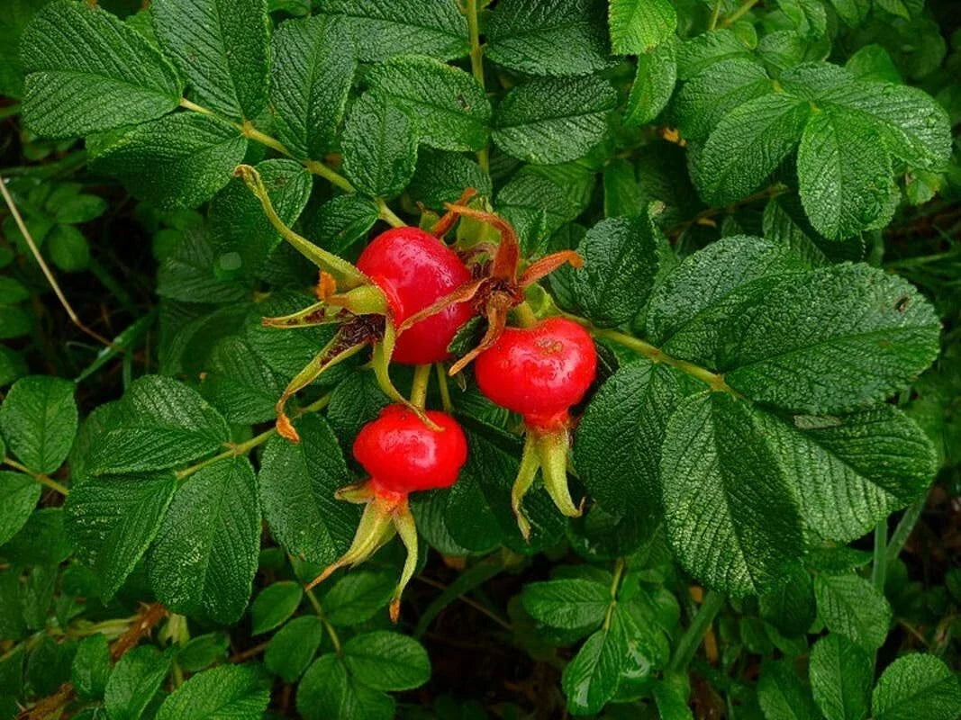 Sea Tomato Seeds - Rosa Rugosa Variety, Organic Heirloom Vegetable Seeds for Gardening, 30 Seeds for Planting