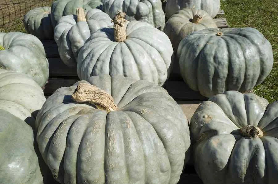 Jarrahdale Pumpkin Seeds - Heirloom Cucurbita maxima for Planting, Blue-Green Decorative & Edible Pumpkins, 20 Seeds