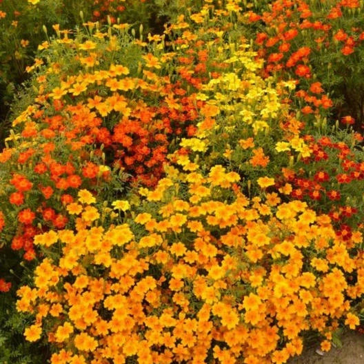Signet Marigold Seeds STARFIRE MIX - Non-GMO Flower Seeds for Cutting Gardens, Pollinator Attracting, Tagetes patula, 200 Seeds