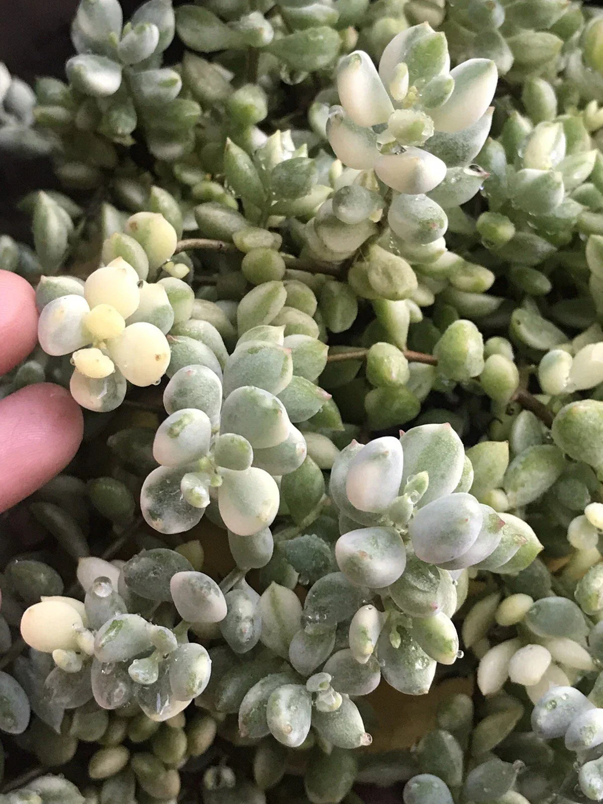 Rare Echeveria-3 Cotyledon Pendens Variegata 4” Cuttings - Unique Variegated Succulent Plant