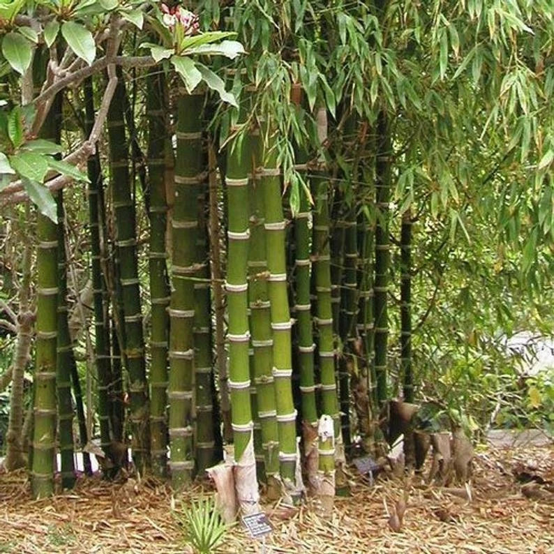 Giant Thorny Bamboo Seeds - 50 Count for Privacy Screen, Garden Shade, Climbing Feature - Bambusa vulgaris var. wamin
