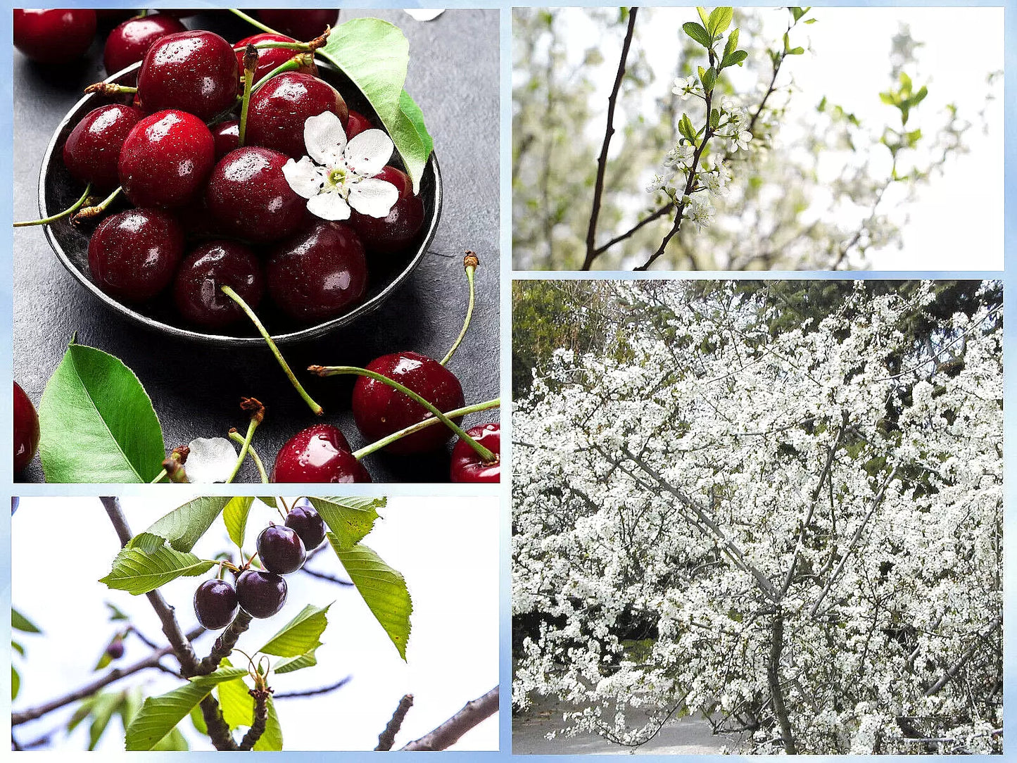 Sand Cherry Seeds - 5 Pack Edible Fruit Shrub Prunus pumila for Garden, Landscaping & Pollinator Attracting
