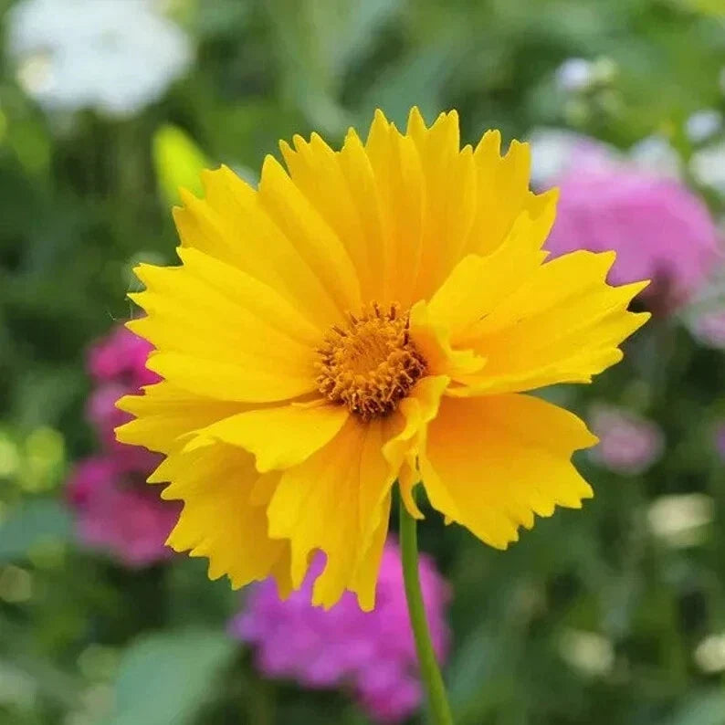 Lance Leaf Coreopsis Seeds - 200 Organic Seeds - Bright Yellow Flowers - Coreopsis lanceolata - USA Grown, Free Shipping