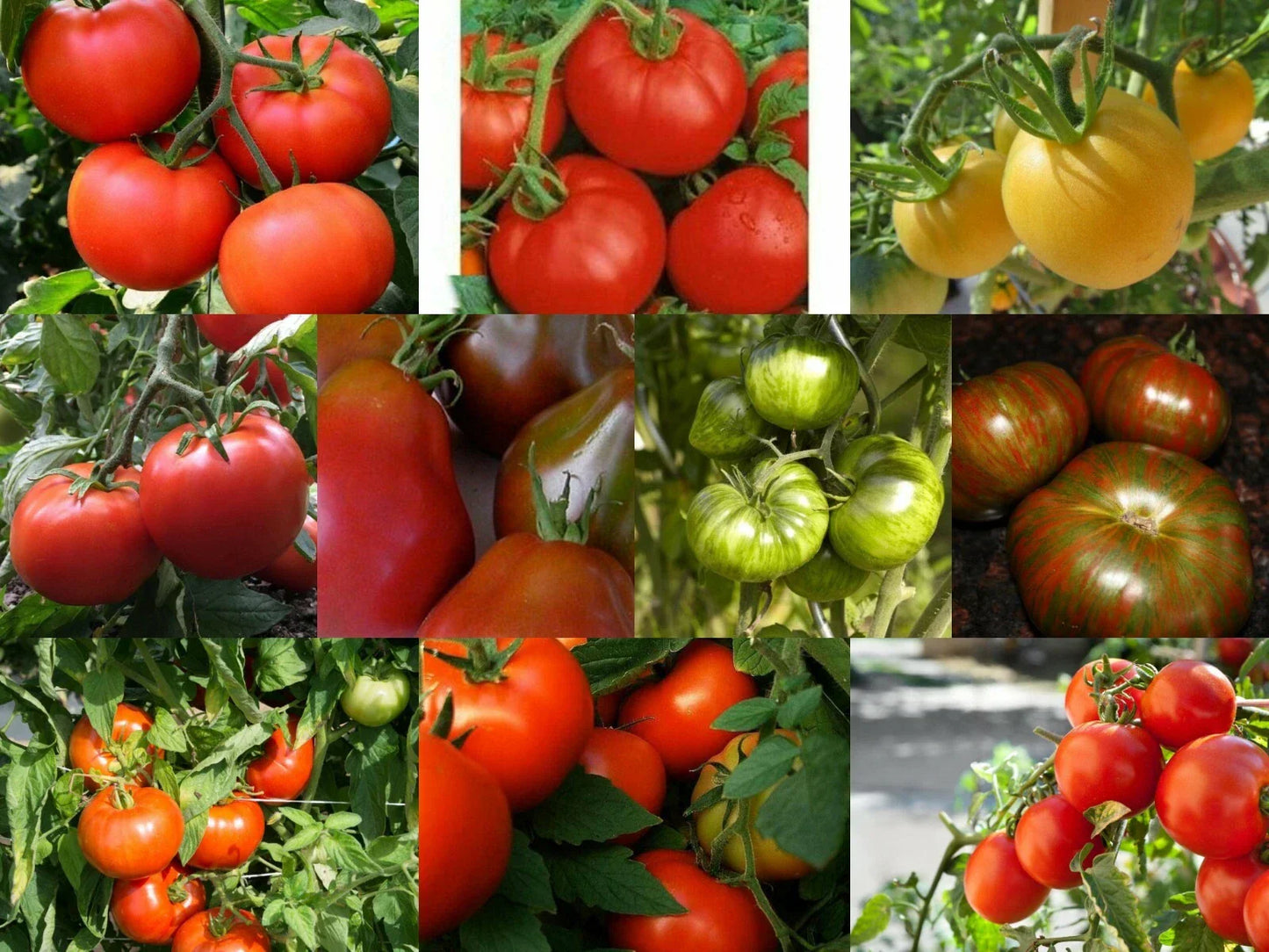 Medium Tomato Seeds - Rare & Common Varieties | Solanum lycopersicum