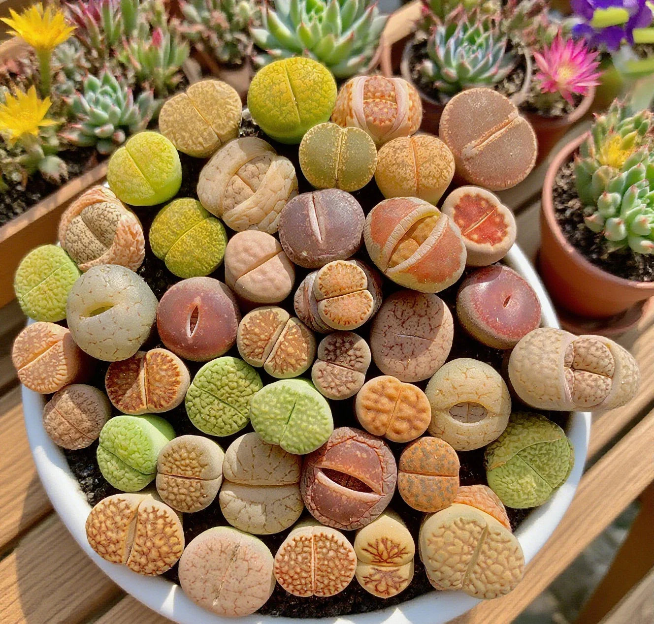 Large Lithops Succulent Mix - Rare Living Stones Plants, 10pcs Bare Root, Easy Care, Unique Camouflage, Lithops spp.