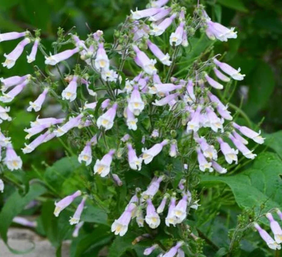 Hairy Beardtongue Seeds - Penstemon hirsutus - Native Wildflower, Perennial, Pollinator Friendly, 200 Seeds