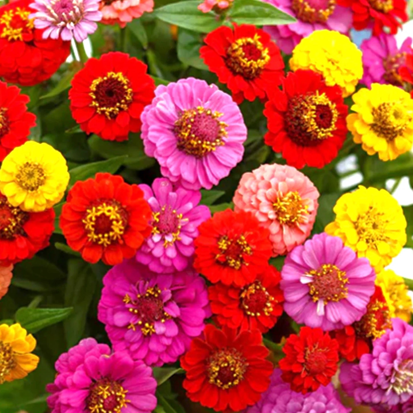 Zinnia Seeds - Lilliput Mix Pom Pom Dwarf Rainbow Flower Seeds - Zinnia elegans, Full Sun, Container & Border Gardening