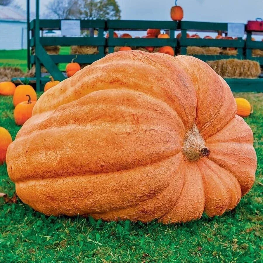 Dill's Atlantic Giant Pumpkin Seeds - Heirloom Cucurbita maxima, Non-GMO, 10 Seeds for Record-Size Pumpkins
