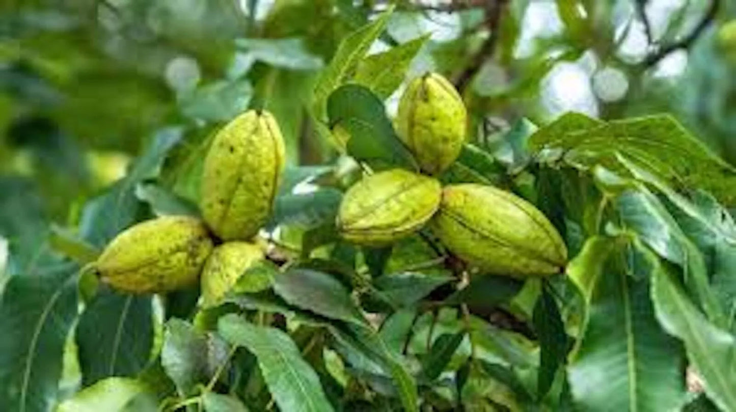 Hardy Pecan Trees 12-24in Bare Root Carya illinoensis Edible Nut Trees for Zones 6-9