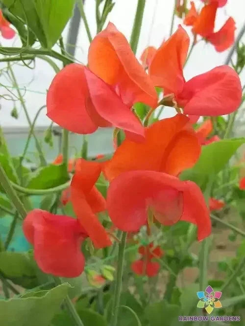 Prince of Orange Sweet Pea Seeds – 50+ Premium Lathyrus odoratus Climbing Vine for Garden, Cut Flowers, Pollinator Attractant