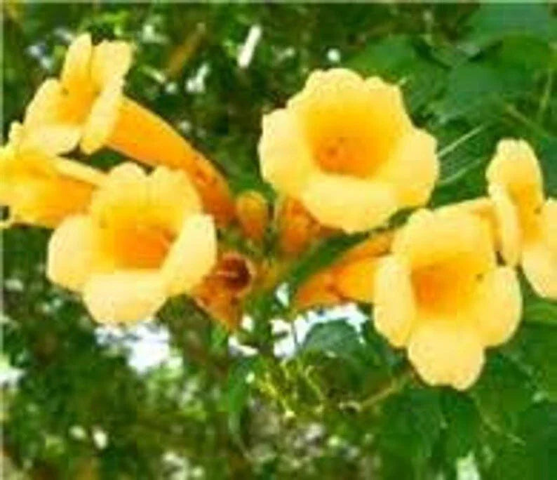Yellow Trumpet Vine Cuttings - 5 Organic Campsis Radicans Perennial Vines