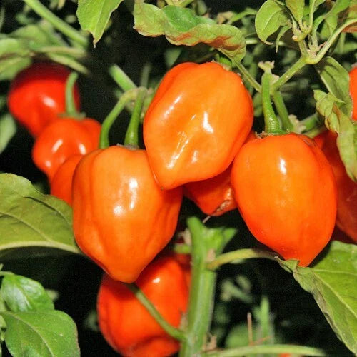 Orange Habanero Pepper Seeds - 30+ Non-GMO Heirloom Capsicum chinense
