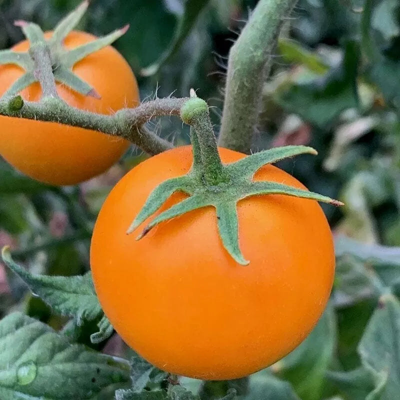 Orange Cherry Tomato Seeds - 10+ Heirloom NON-GMO Organic - Solanum lycopersicum