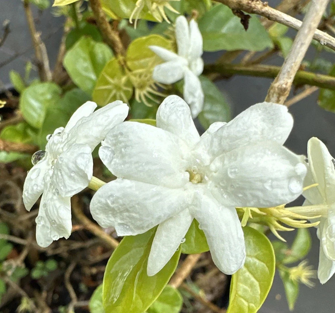 Jasmine Sambac Live Plants 5" Maid of Orleans Fragrant Jasminum Perennial Evergreen 2-Pack