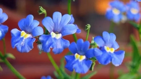 Nemesia Blue Gem Seeds - Annual Nemesia strumosa Flower Seeds
