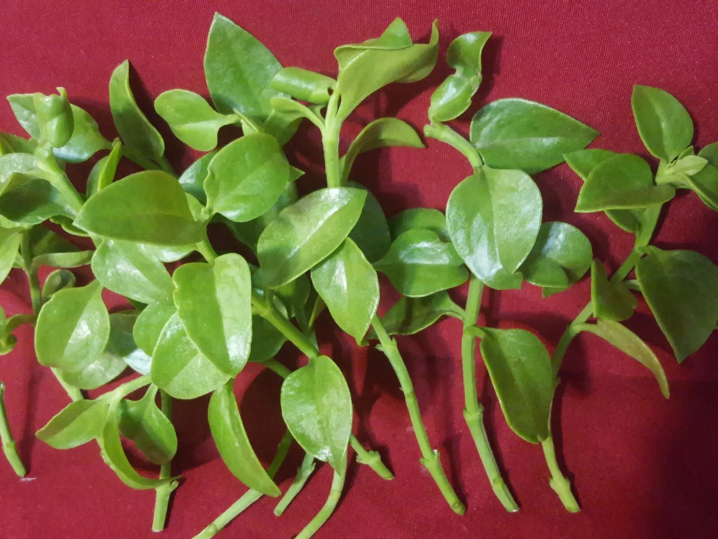 Sun Rose Red Apple Cuttings (Aptenia cordifolia) 4"-6" for Rooting - 10 Pack