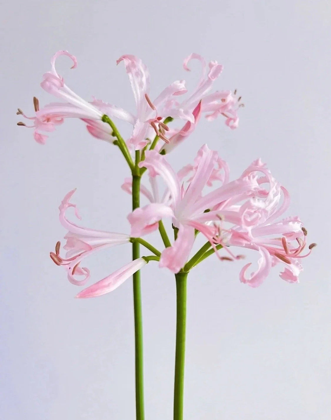 Magic Lily Bulb, Surprise Lily, Oriental Lily, Vanishing Lily, Lycoris squamigera, perennial flowering bulb