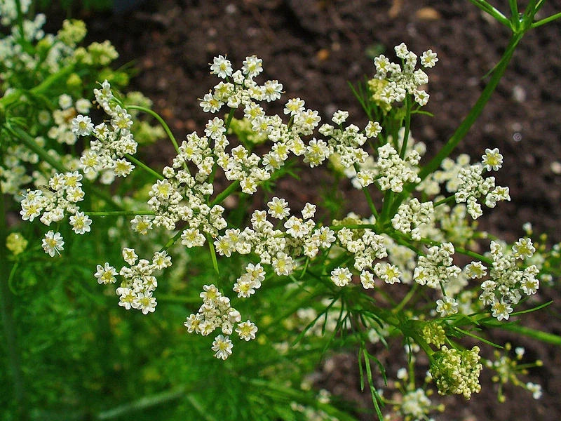 Caraway Herb Seeds - 1000+ Fresh Carum carvi Seeds for Cooking, Baking & Herbal Tea | Culinary Spice & Aromatic Herb