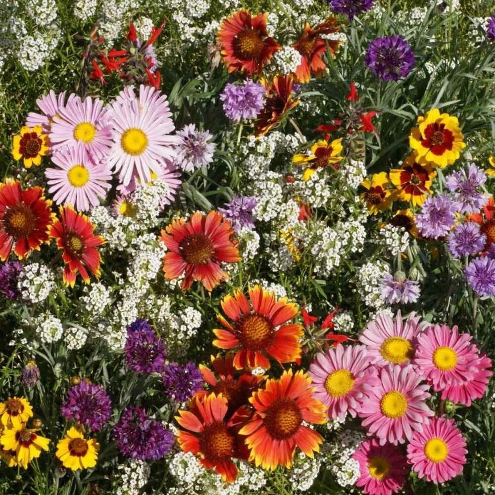 Bird & Butterfly Wildflower Seed Mix - Native Annual & Perennial Garden Blend for Pollinators